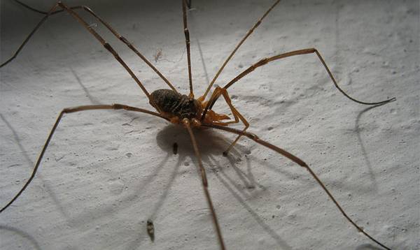 Почему в квартире бывает много пауков? с фото
