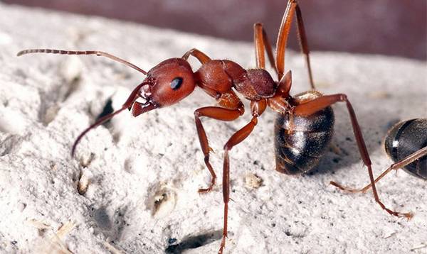 Как можно избавиться от домашних муравьев в квартире? с фото