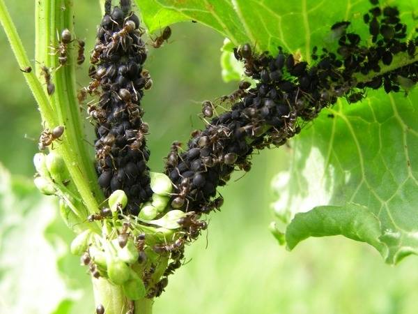 Проверенные способы как избавиться от муравьев в теплице: 4 народных способ ... - фото
